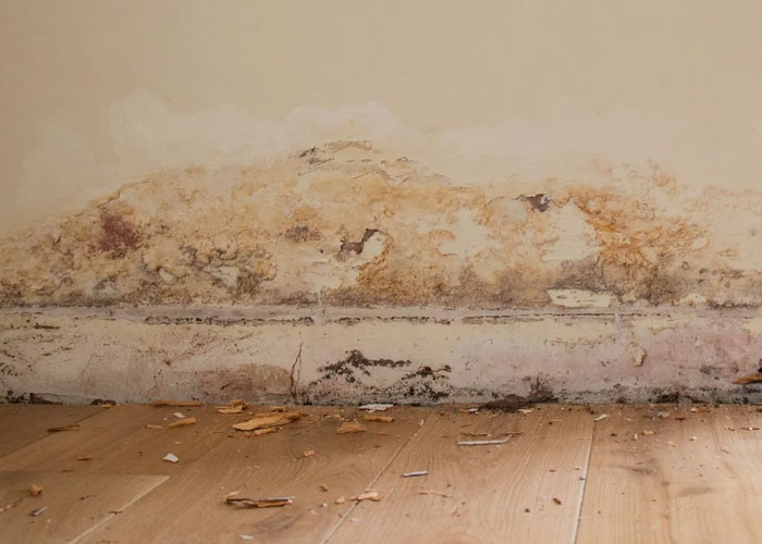 Damp Treatment & Repairs