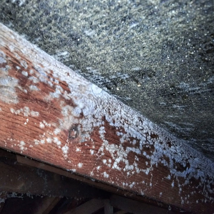 Wet Rot Treatment & Timber Remediation