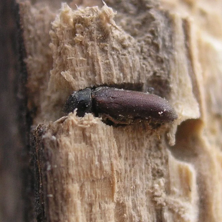 Woodworm Treatment & Beetle Control